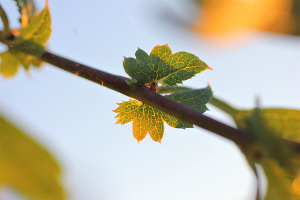 A tiny spider hiding under a very bright green-yellow bunch of leaves