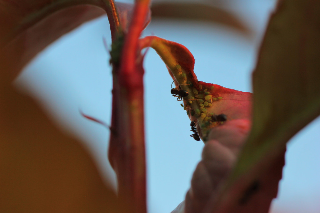 Ants crawling up a red leaf surrounded by little green bugs